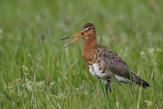 Black-tailed Godwit (Limosa limosa) calling, Netherlands