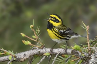 Townsend's Warbler (Setophaga townsendi) singing, Montana, USA