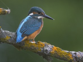 Common Kingfisher (Alcedo atthis), Mecklenburg-Western Pomerania, Germany