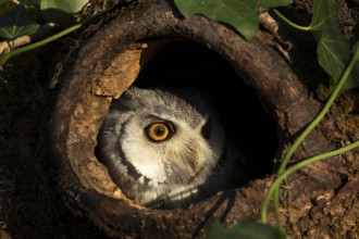 Southern White-faced Owl (Ptilopsis granti) captive, peering out of a tree hollow, Germany