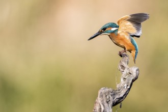 Common Kingfisher (Alcedo atthis) perched on a branch, Andalusia, Spain