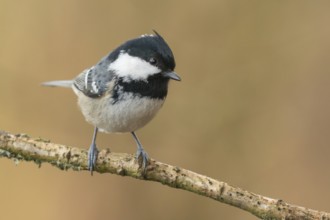 Coal Tit (Periparus ater) perched on a branch, Lower Saxony, Germany