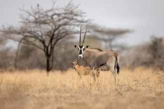 East African Oryx (Oryx beisa) female with young, Ethiopia