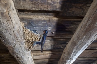 Barn Swallow (Hirundo rustica) at nest in a barn, Extremadura, Spain