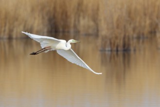 Great Egret (Ardea alba) flying, Lake Neusiedl, Austria