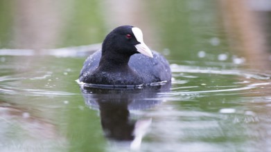 Eurasian Coot (Fulica atra), Mecklenburg-Western Pomerania, Germany
