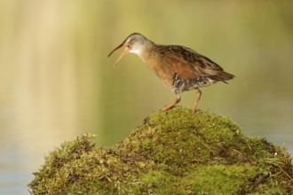 Virginia Rail (Rallus limicola) calling, British Columbia, Canada