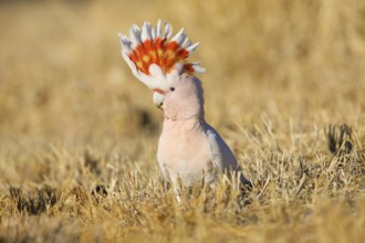 Major Mitchell's Cockatoo (Lophochroa leadbeateri) perched on the ground, Northern Territory,