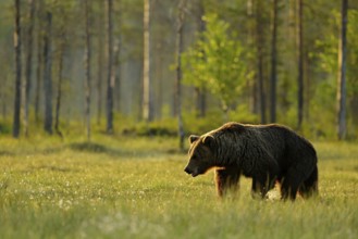Morning light with big brown bear walking around lake in the morning light. Dangerous animal in