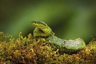 Talamancan Palm-Pitviper, Bothriechis nubestris, nature habitat. Rare new specie viper in tropical