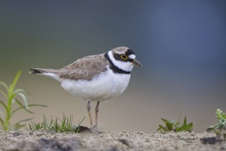 Little Ringed Plover (Charadrius dubius) male foraging, North Rhine-Westphalia, Germany