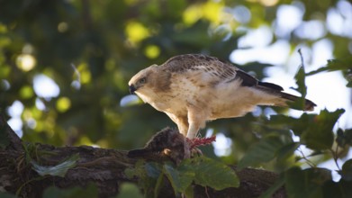 Changeable Hawk-Eagle (Nisaetus cirrhatus) feeding on a part of a prey, Bandhavgarh National Park,
