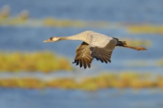 Common Crane, Grus grus, big bird in the nature habitat, Lake Hornborga, Sweden. Wildlife scene