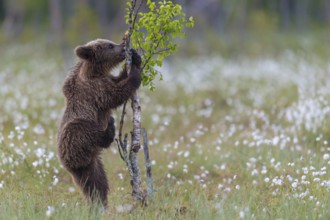 Eurasian Brown Bear (Ursus arctos) cub climbing on young tree in white cottongrass, Finland