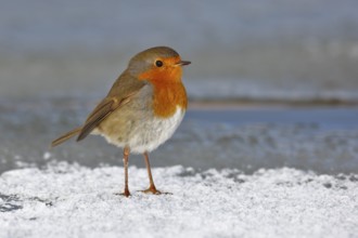 European Robin (Erithacus rubecula) on ice, Saxony-Anhalt, Germany