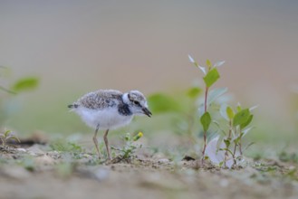 Little Ringed Plover (Charadrius dubius) juvenile, North Rhine-Westphalia, Germany