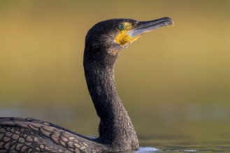 Great Cormorant (Phalacrocorax carbo), North Rhine-Westphalia, Germany