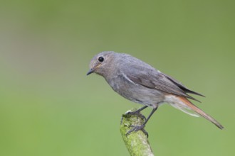 Black Redstart (Phoenicurus ochruros) female, Baden-Wuerttemberg, Germany