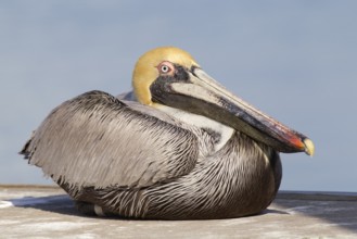 Brown Pelican (Pelecanus occidentalis), Florida, USA