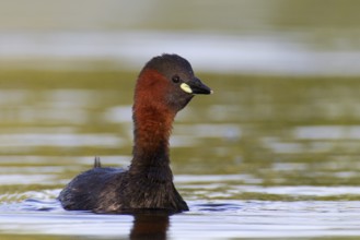 Little Grebe (Tachybaptus ruficollis), Brandenburg, Germany
