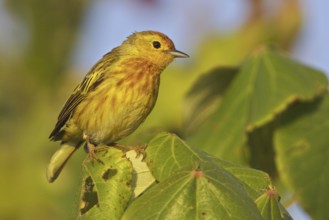 Mangrove Warbler (Setophaga petechia erithachorides), Ecuador