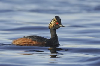 Black-necked Grebe (Podiceps nigricollis), Alberta, Canada