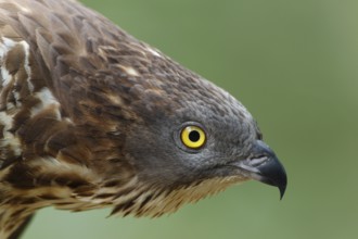 Wespenbussard; lat. Pernis apivorus; Kopfportrait eines Altvogels von der Seite; Kopf nach vorn