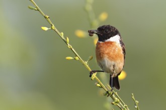 European Stonechat (Saxicola rubicola) male perched on broom with insect in beak, Saxony-Anhalt,