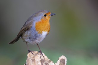 European Robin (Erithacus rubecula), North Rhine-Westphalia, Germany