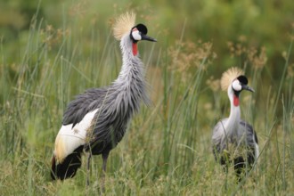 Grey Crowned Crane (Balearica regulorum), Uganda