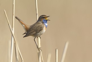Bluethroat (Luscinia svecica cyanecula) male singing