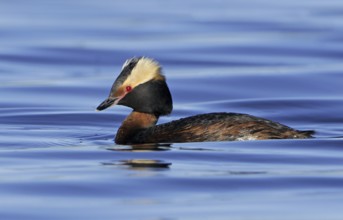 Horned Grebe (Podiceps auritus), Alberta, Canada