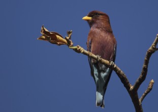 Broad-billed Roller (Eurystomus glaucurus), Gambia