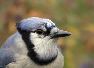 Blue Jay (Cyanocitta cristata), Saskatchewan, Canada