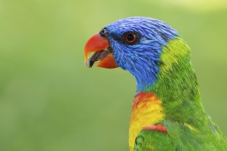 Rainbow Lorikeet (Trichoglossus moluccanus), Queensland, Australia