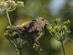 Red Crossbill (Loxia curvirostra) female, Schleswig-Holstein, Germany