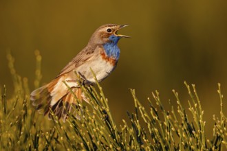 Bluethroat (Luscinia svecica cyanecula) male singing, Castile, Spain
