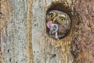 Eurasian Pygmy Owl (Glaucidium passerinum) female with food in beak, Bavaria, Germany