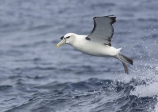 Shy Albatross (Thalassarche cauta) flying, Victoria, Australia