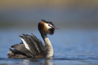Great Crested Grebe (Podiceps cristatus), North Rhine-Westphalia, Germany