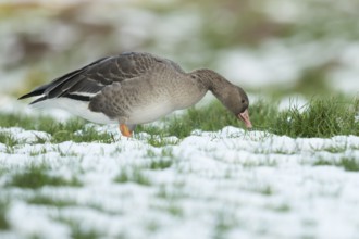 Greater White-fronted Goose (Anser albifrons) on snow, North Rhine-Westphalia, Germany
