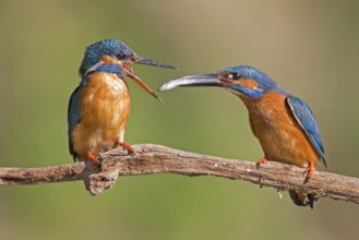 Common Kingfisher (Alcedo atthis) pair displaying, Saxony-Anhalt, Germany