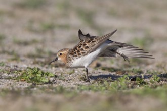 Red-necked Stint (Calidris ruficollis) stretching, Dornod Province, Mongolia
