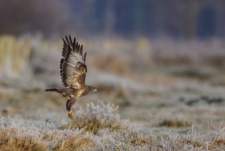 Common Buzzard (Buteo buteo) flying, North Rhine-Westphalia, Germany