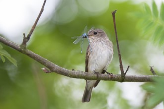 Spotted Flycatcher (Muscicapa striata), Lower Saxony, Germany