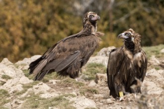 Cinereous Vulture (Aegypius monachus), Catalonia, Spain