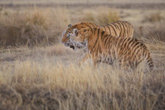 Bengal Tiger (Panthera tigris) two females fighting, captive, Philippolis, South Africa