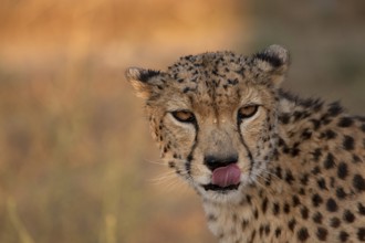 Cheetah (Acinonyx jubatus) captive, male with wet coat and raindrops in face, Castile-La Mancha,