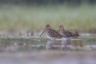 Common Snipe (Gallinago gallinago) foraging, North Rhine-Westphalia, Germany