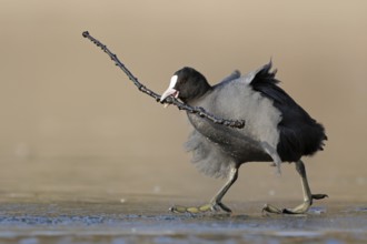 Eurasian Coot (Fulica atra) with nesting material in beak, North Rhine-Westphalia, Germany